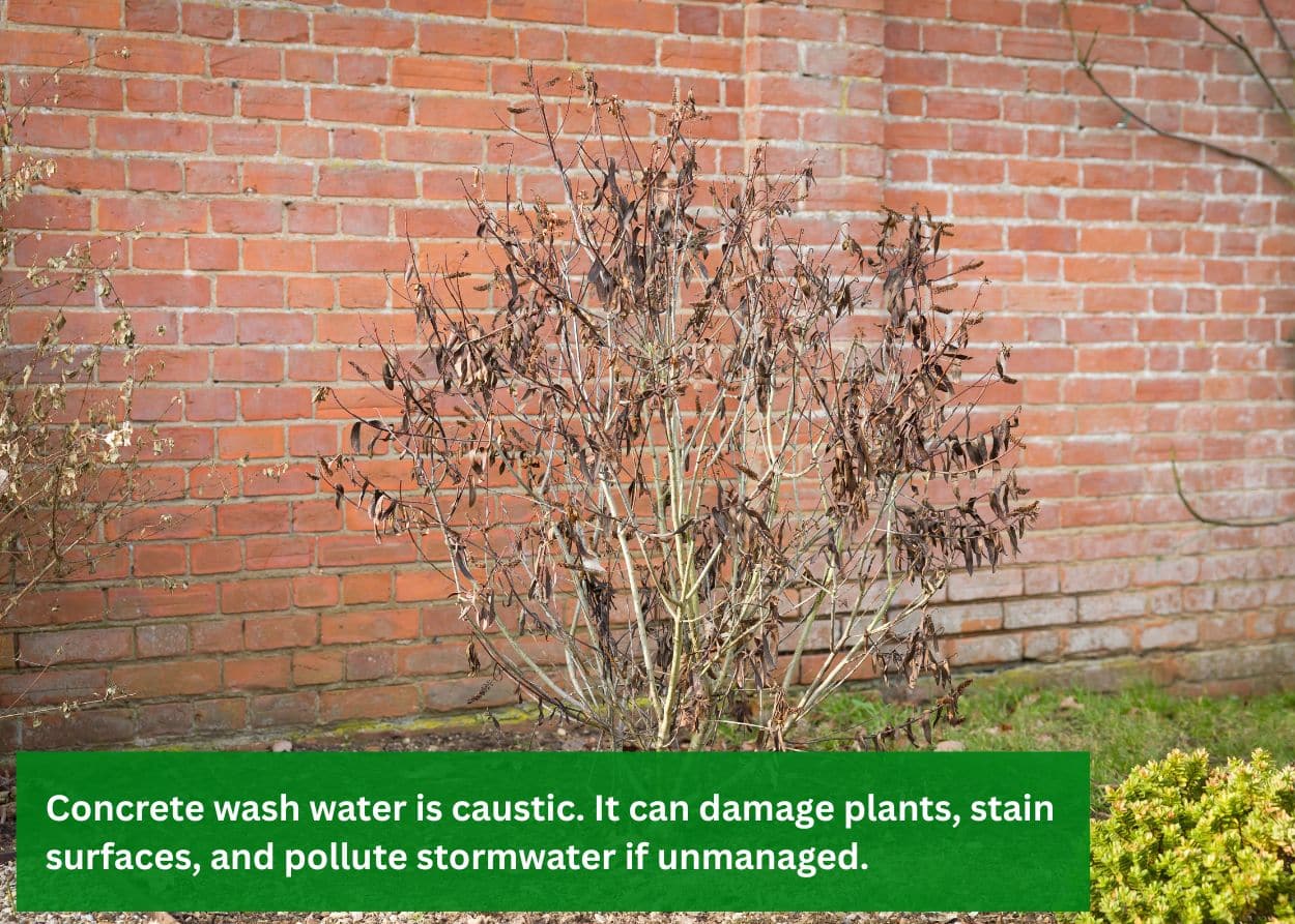 a bush that has no leaves planted beside a wall